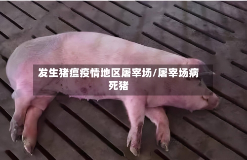 发生猪瘟疫情地区屠宰场/屠宰场病死猪-第2张图片