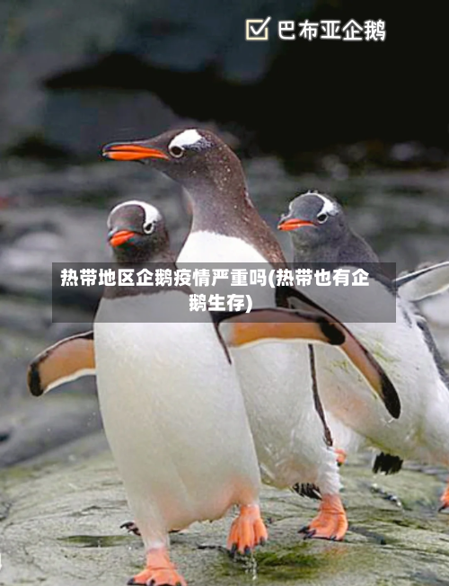 热带地区企鹅疫情严重吗(热带也有企鹅生存)-第2张图片