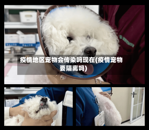 疫情地区宠物会传染吗现在(疫情宠物要隔离吗)-第2张图片